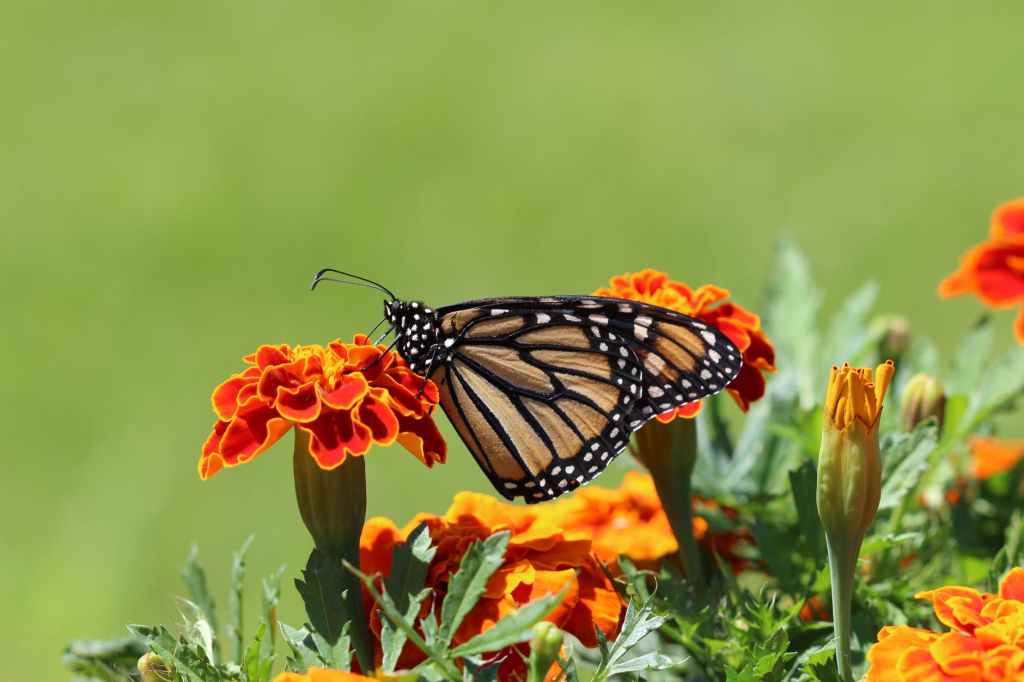 butterfly on orange flowers in spring time, Phoenix, AZ