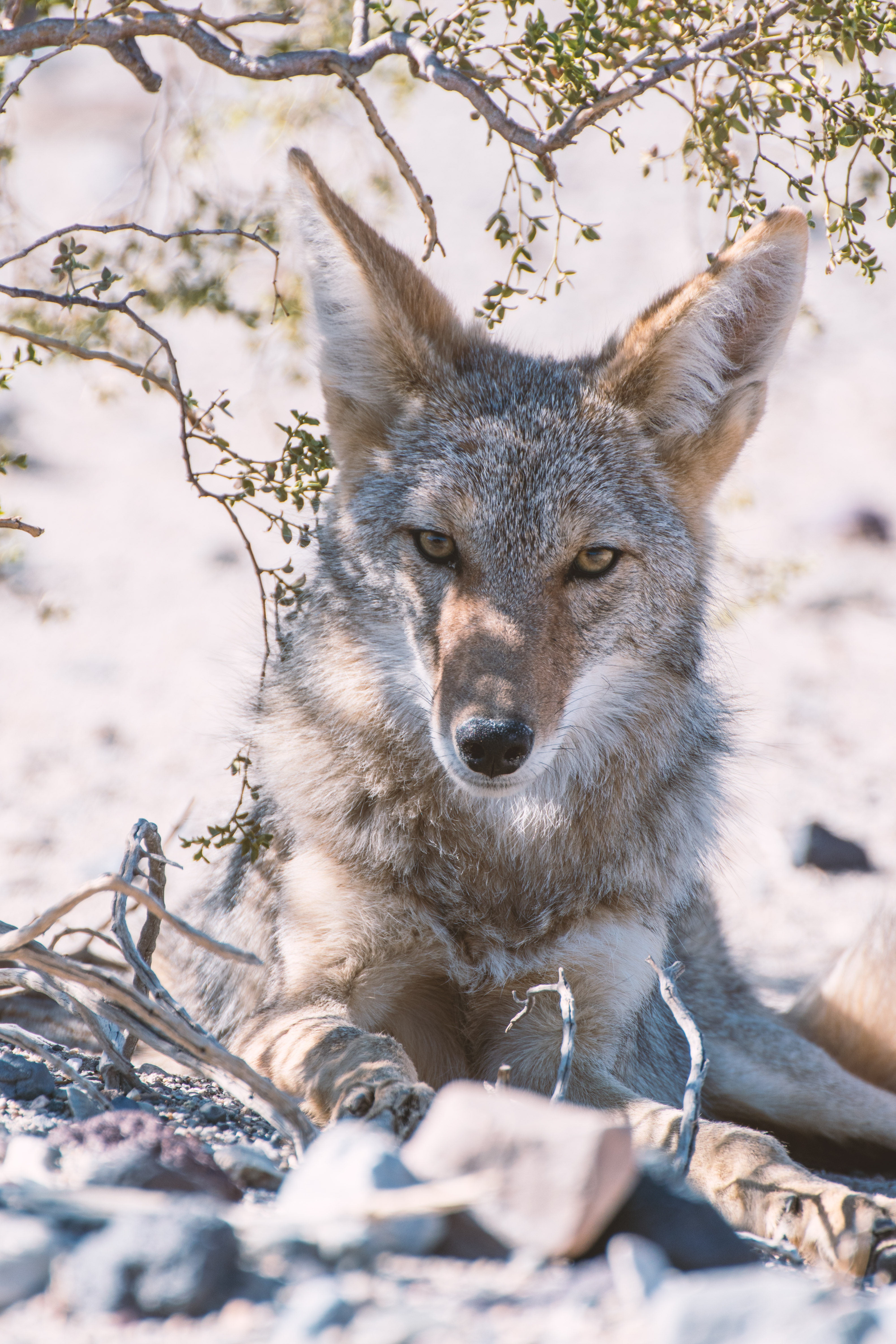 coyote laying in desert shade looking directly in front