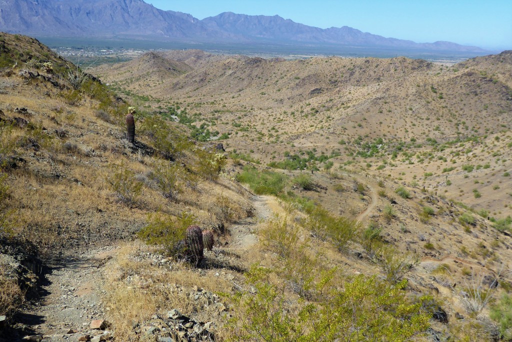 hiking trail curving around mountain side with barrel cactus. Bursera Canyon Hiking Trail on South Mountain in Phoenix, Arizona